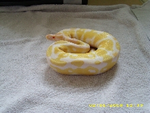 Albino male pic2