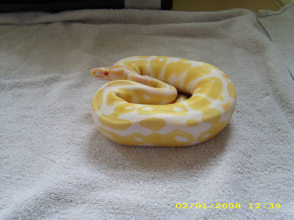 Albino male pic2