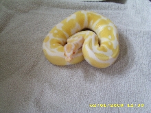 Albino male pic1