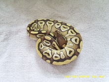 Mojave female pic3