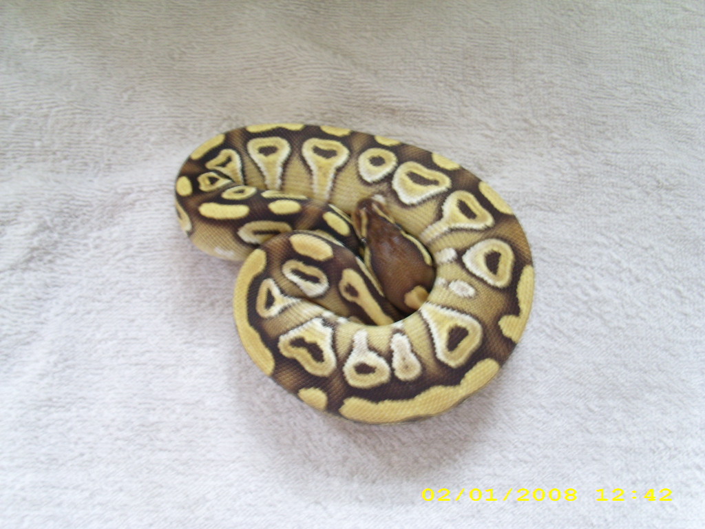 Mojave female pic3