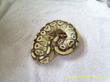 Mojave female pic2