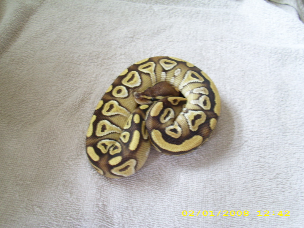 Mojave female pic2