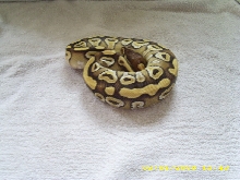 Mojave female pic1