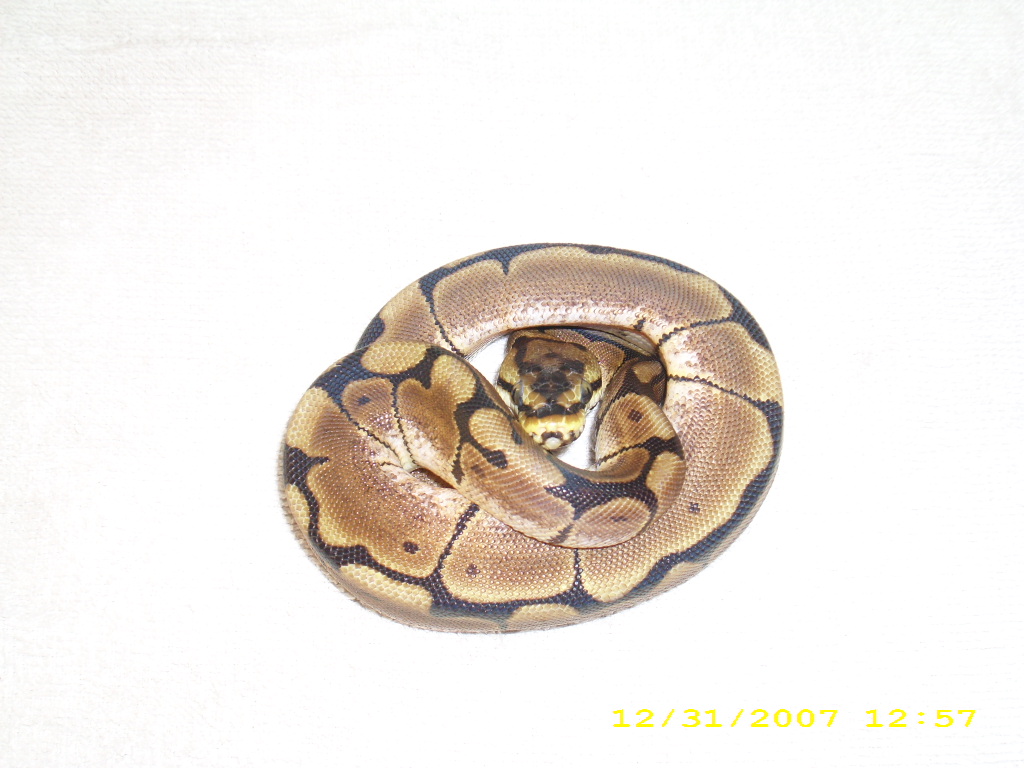 Spider female pic1