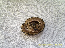 Spider female pic2