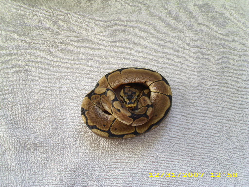 Spider female pic2