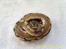 Spider female pic3
