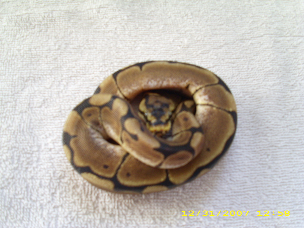 Spider female pic3