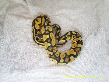 Pastel male 1 pic1