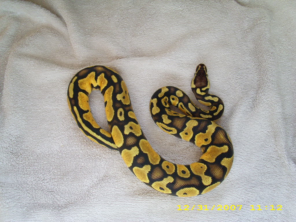 Pastel male 1 pic2