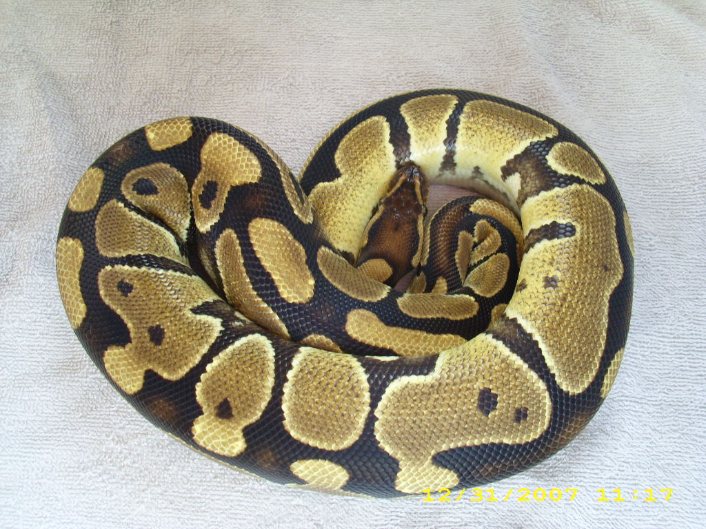 Normal female pic1