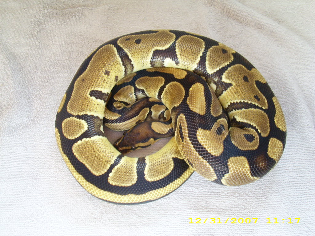 Normal female pic2