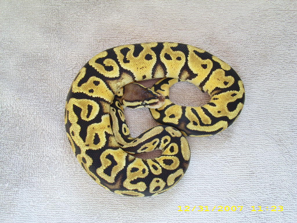Pastel male 2 pic1