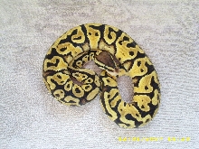 Pastel male 2 pic2