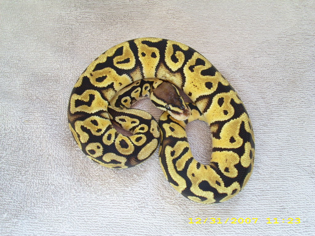 Pastel male 2 pic2