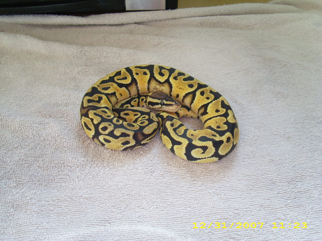 Pastel male 2 pic3