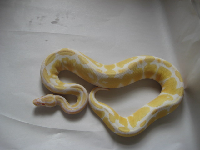 Albino Male pic4