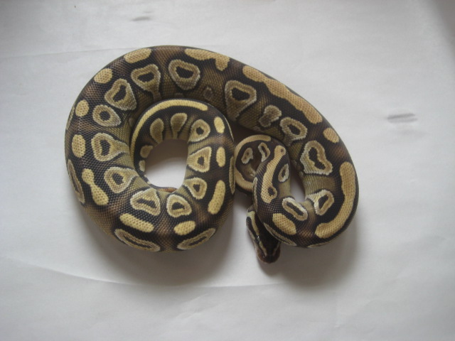 Mojave female pic4