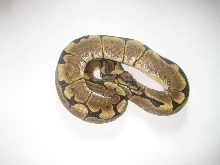 Spider female pic5