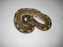Spider female pic4