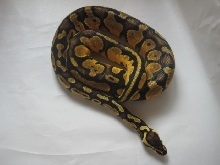 Pastel male 1 pic4