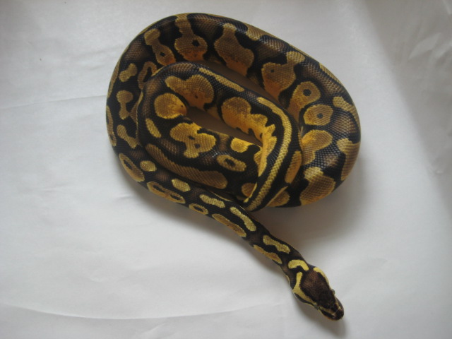 Pastel male 1 pic4