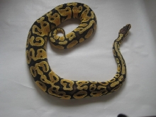 Pastel male 2 pic5