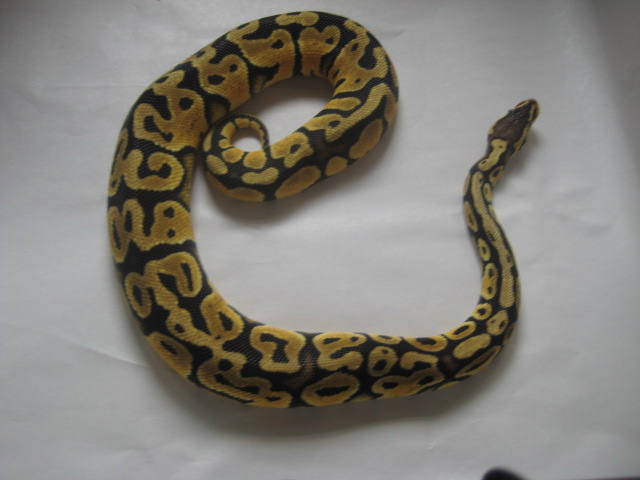 Pastel male 2 pic5