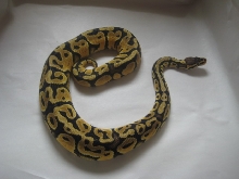 Pastel male 2 pic4
