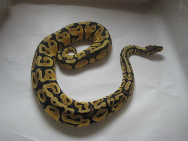 Pastel male 2 pic4
