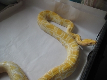Albino Burm pic 2