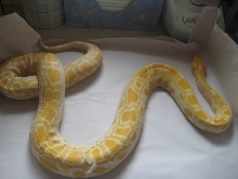 Albino Burm pic 1