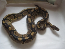 Normal female pic3