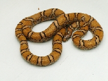 Mont/Fred Eastern Milk pic1