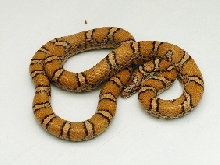 Mont/Fred Eastern Milk pic 2