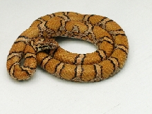 Mont/Fred Eastern Milk pic 3