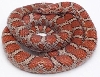 Lancaster County (Female)