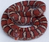 Montgomery County (Male)
