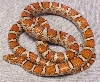 Eastern Milk (Lancaster County, PA) Female