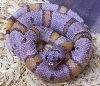 Hypo Black Gap Greyband