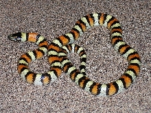 UT3