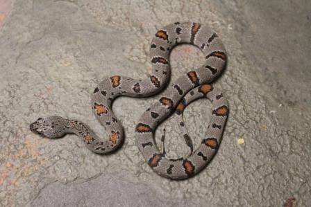 Davis Mountain Female