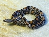 Black Gap Het Hypo F