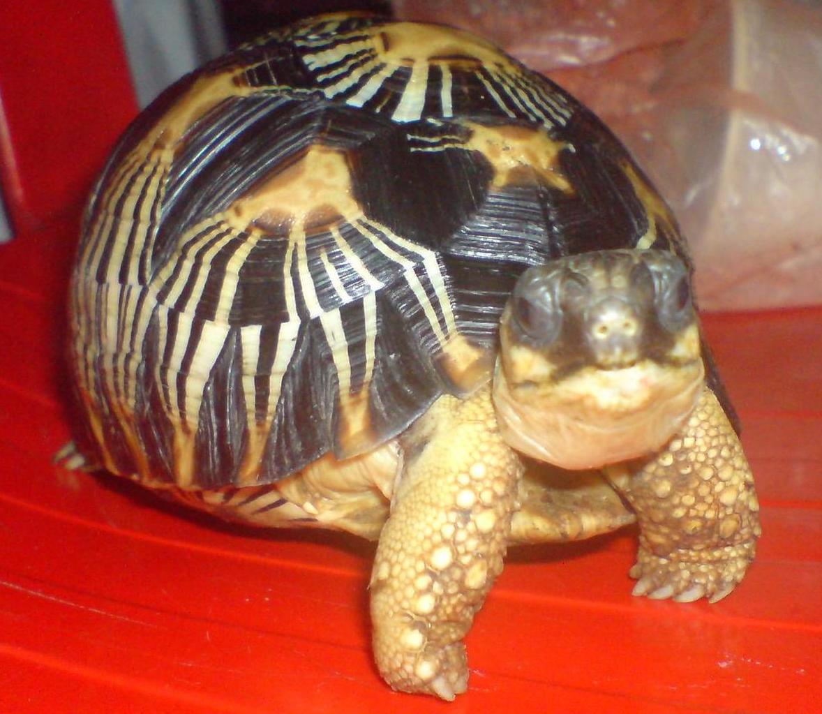 radiata 4-inch