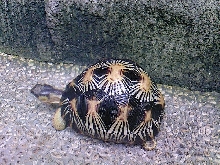 4-inch radiata