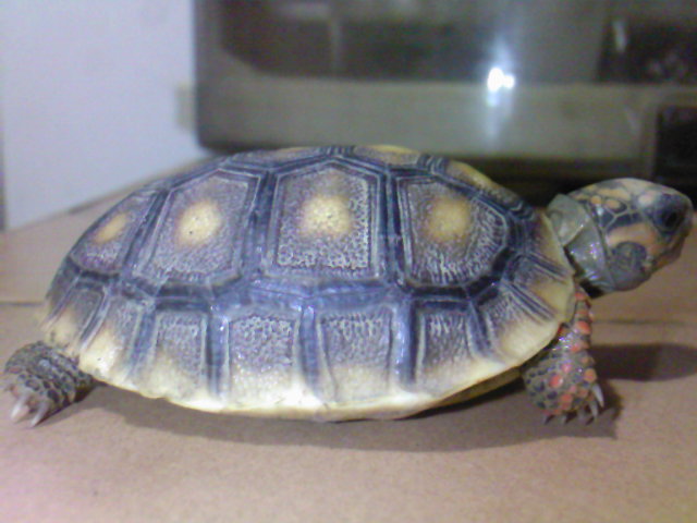 eddie