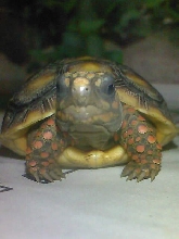 baby red foot