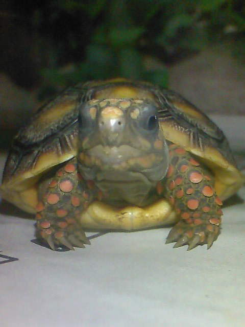 baby red foot