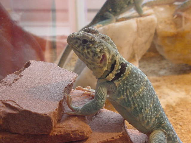 Male Aquaflame from Paul M.